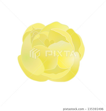 冬青花插圖 冬青花插圖 135391496