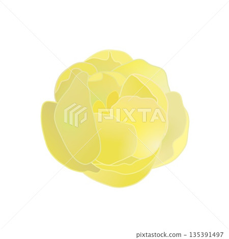 冬青花插圖 135391497