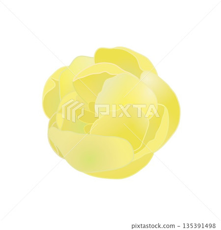 冬青花插圖 冬青花插圖 135391498