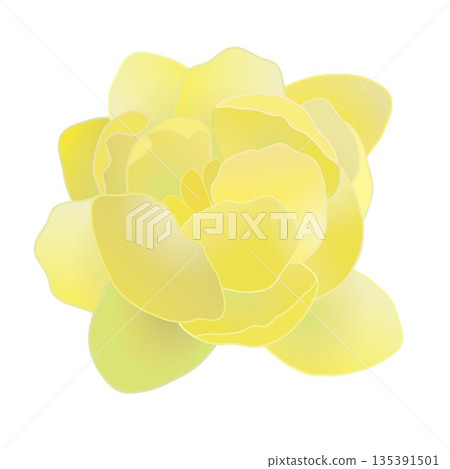 冬青花插圖 冬青花插圖 135391501