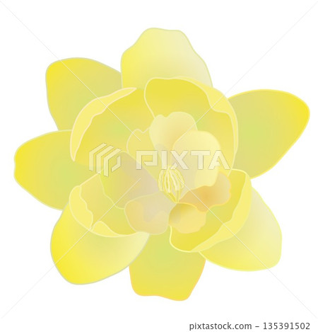 冬青花插圖 冬青花插圖 135391502