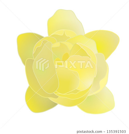 冬青花插圖 冬青花插圖 135391503