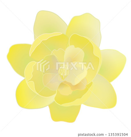 冬青花插圖 135391504