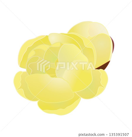 冬青花插圖 135391507