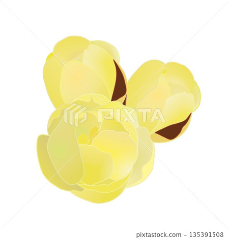 冬青花插圖 冬青花插圖 135391508