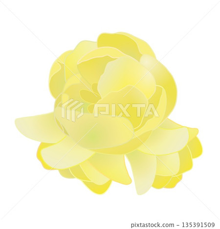 冬青花插圖 冬青花插圖 135391509