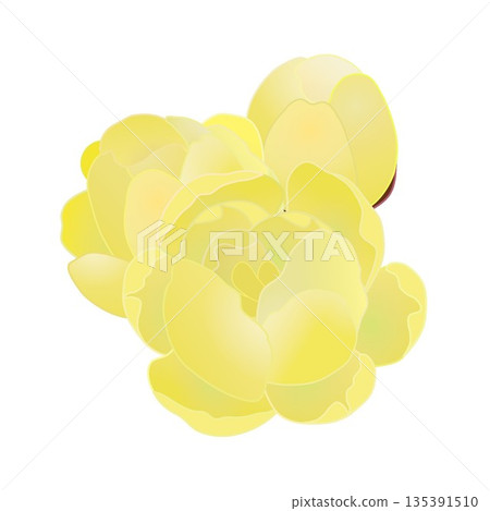 冬青花插圖 冬青花插圖 135391510