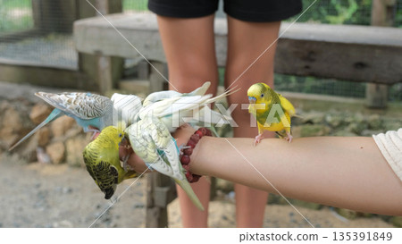 In a tropical location a woman joyfully feeds parrots perched on her hand Beauty of nature and connection with wildlife 135391849