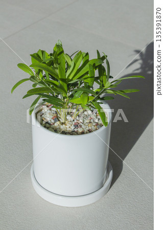 Podocarpus planted in a small pot 135391870