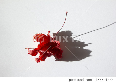 It is a red maple leaf placed on a white background. It is a red maple leaf placed on a white background. 135391872
