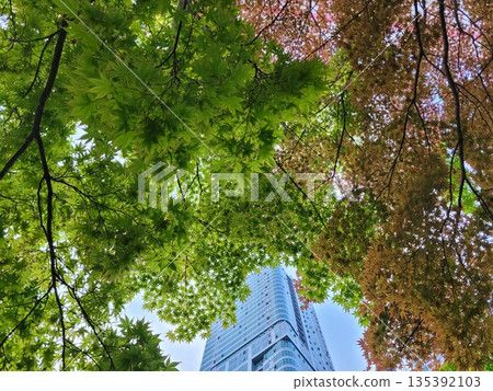 Modern Glass Skyscraper Framed by Vibrant Green and Orange Maple Leaves in an Urban Environment 135392103