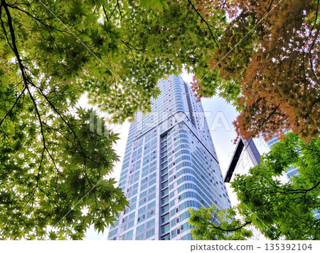 Modern Glass Skyscraper Framed by Vibrant Green and Orange Maple Leaves in an Urban Environment Modern Glass Skyscraper Framed by Vibrant Green and Orange Maple Leaves in an Urban Environment 135392104