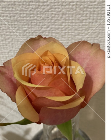 rose flowers in a vase rose flowers in a vase 135392111
