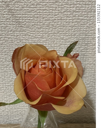 rose flowers in a vase rose flowers in a vase 135392112