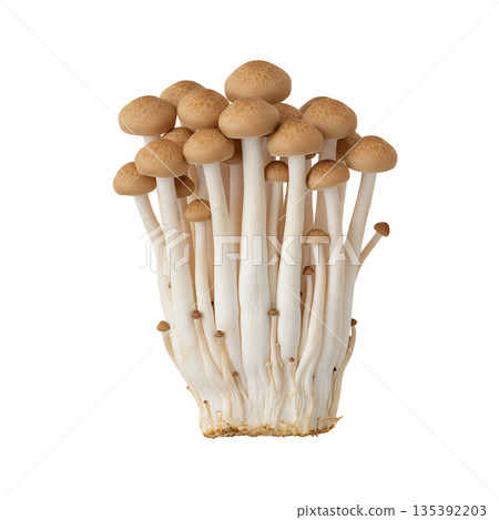 棕色紅菇,整束 棕色紅菇,整束 135392203