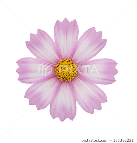 A single soft pink cosmos flower 135392221