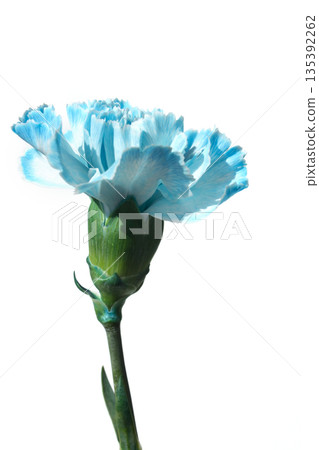 It's a white background and blue carnations. 135392262