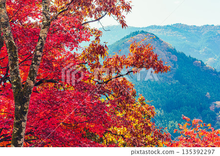 Burning Autumn Leaves Burning Autumn Leaves 135392297