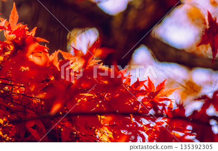 Bright red autumn leaves Bright red autumn leaves 135392305