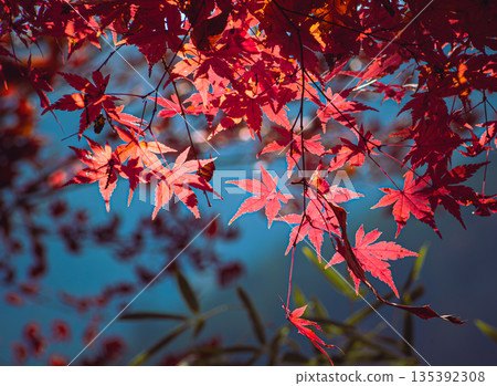 鮮紅的秋葉 135392308