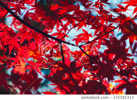 Bright red autumn leaves Bright red autumn leaves 135392313