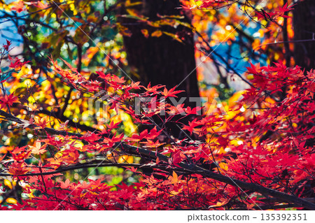 楓葉離開了紅葉 135392351