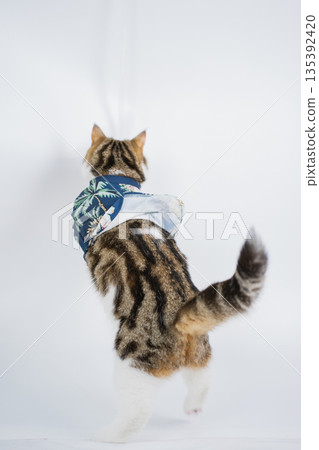 songkran and summer season concept with scottish cat wearing summer cloth and sunglasses on white background songkran and summer season concept with scottish cat wearing summer cloth and sunglasses on white background 135392420