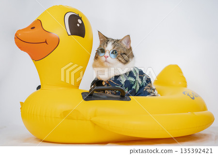 songkran and summer season concept with scottish cat wearing summer cloth and sunglasses and play on duck rubber ring 135392421