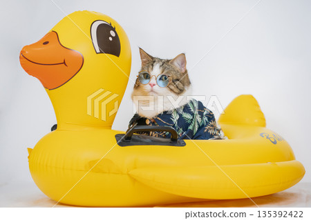songkran and summer season concept with scottish cat wearing summer cloth and sunglasses and play on duck rubber ring 135392422