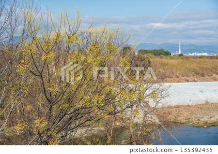 桂川的冬日景色，生長在河床上的中國樹，京都 135392435