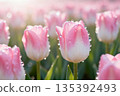 Pink tulips and background blur AI generated 135392493