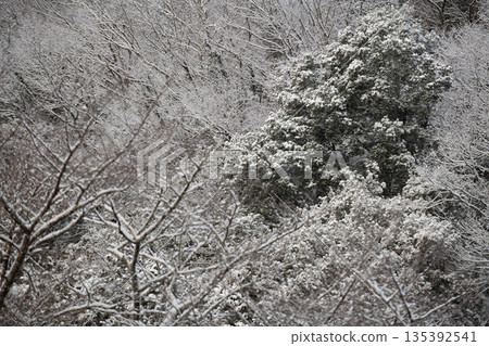 Snow scene in the mountains 135392541
