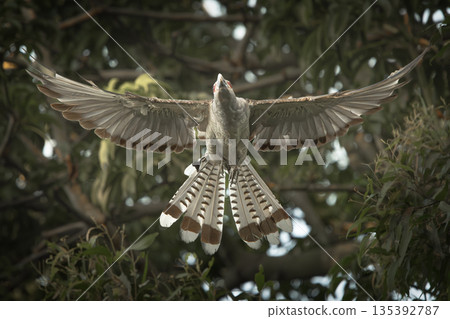Channel-billed Cuckoo Channel-billed Cuckoo 135392787