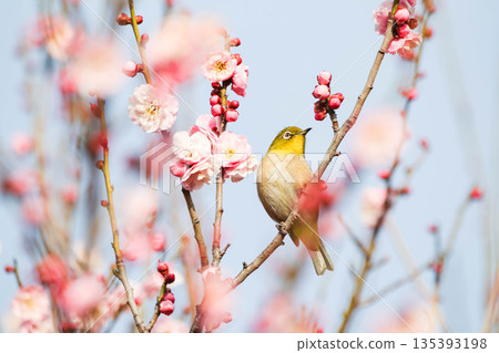 White-eye searching for nectar of plum blossom 135393198
