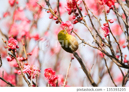 白眼尋找梅花的花蜜 白眼尋找梅花的花蜜 135393205