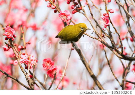 White-eye searching for nectar of plum blossom White-eye searching for nectar of plum blossom 135393208