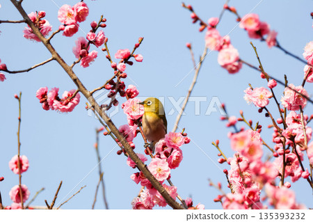 白眼尋找梅花的花蜜 白眼尋找梅花的花蜜 135393232