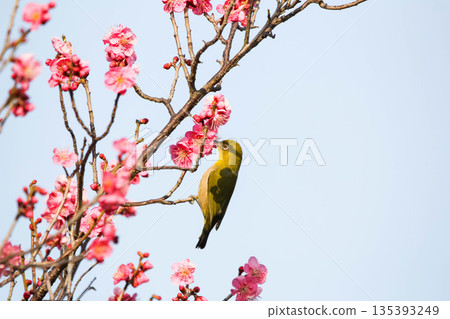 白眼尋找梅花的花蜜 白眼尋找梅花的花蜜 135393249