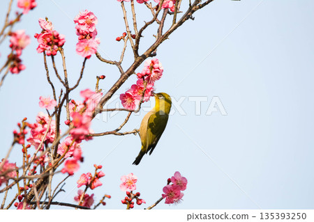 白眼尋找梅花的花蜜 白眼尋找梅花的花蜜 135393250
