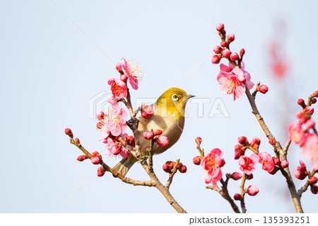 白眼尋找梅花的花蜜 白眼尋找梅花的花蜜 135393251