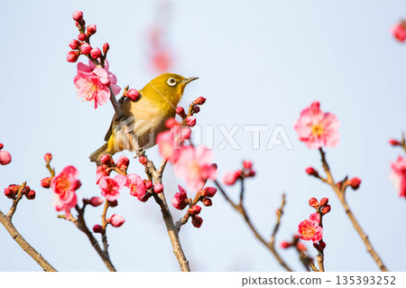 白眼尋找梅花的花蜜 白眼尋找梅花的花蜜 135393252