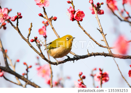 白眼尋找梅花的花蜜 白眼尋找梅花的花蜜 135393253