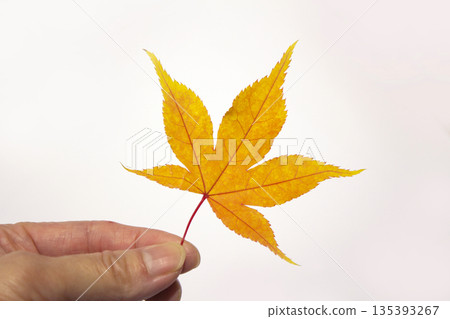 A hand holding a maple leaf A hand holding a maple leaf 135393267