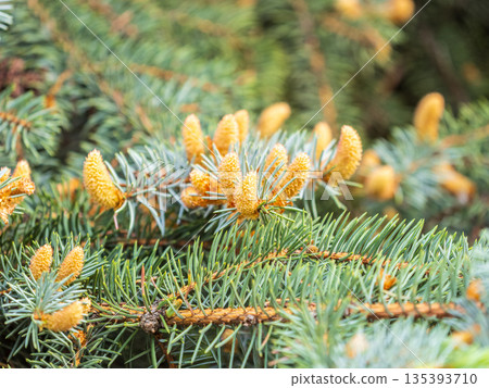Closeup of fir branches with young buds. Spring nature concept. Fir branches with fresh shoots 135393710
