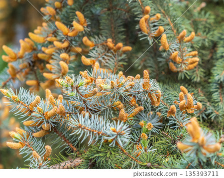 Closeup of fir branches with young buds. Spring nature concept. Fir branches with fresh shoots Closeup of fir branches with young buds. Spring nature concept. Fir branches with fresh shoots 135393711