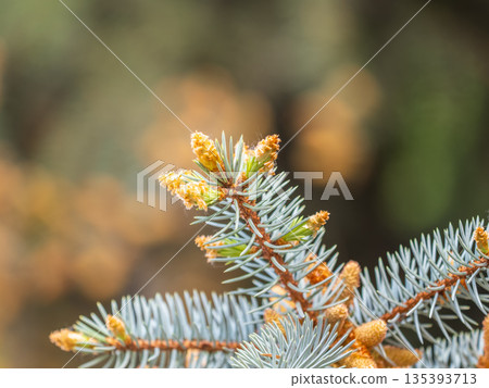 Closeup of fir branches with young buds. Spring nature concept. Fir branches with fresh shoots 135393713