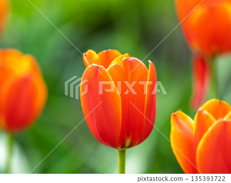 Colorful red tulips blossom in spring garden Colorful red tulips blossom in spring garden 135393722