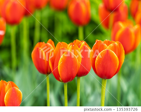 Colorful red tulips blossom in spring garden Colorful red tulips blossom in spring garden 135393726