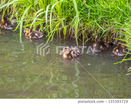 Cute little duckling swimming alone in a lake or river with calm water Cute little duckling swimming alone in a lake or river with calm water 135393729