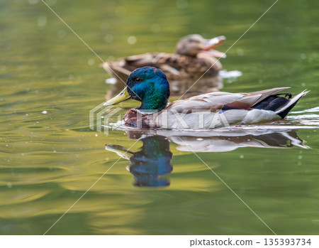 Duck swims in the pond. Duck swims in the pond. 135393734